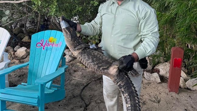 {p}Officers arrived at the scene and said the gator was taken into custody without incident and no injuries were reported — just one wild story to tell and a few shaken-up cocktails. (SPD){ }{/p}