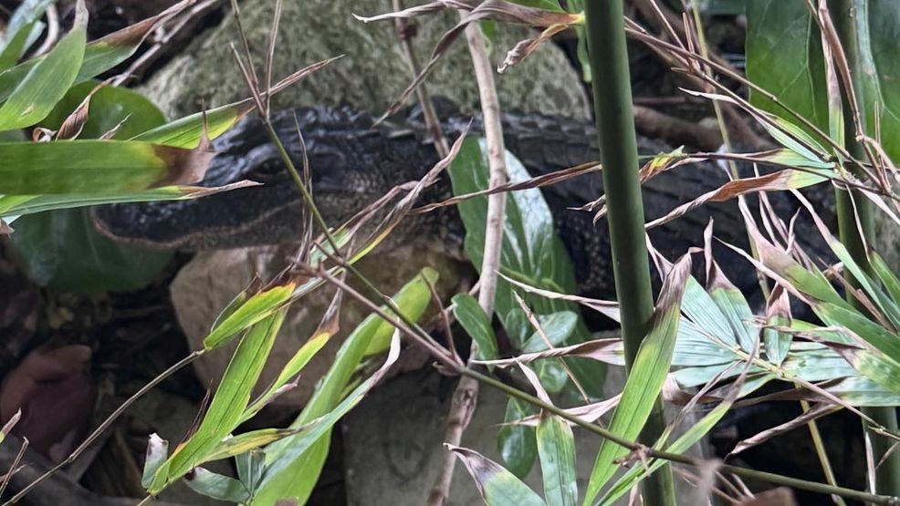 {p}Officers arrived at the scene and said the gator was taken into custody without incident and no injuries were reported, just one wild story to tell and a few shaken-up cocktails. (SPD){ }{/p}