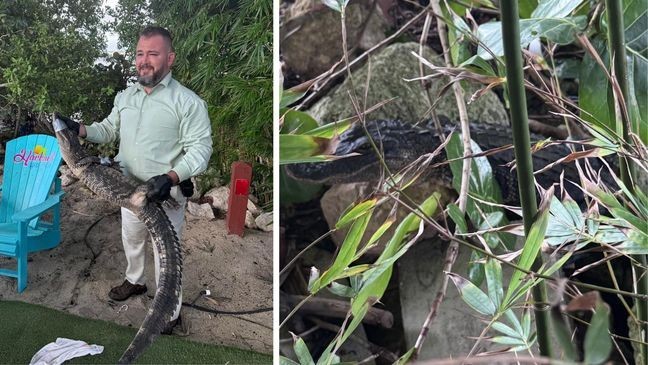 {p}The Stuart Police Department (SPD) posted on Monday that officers responded to a rather unusual call: an alligator had wandered into a bar, Harlow's Hideout. Unlike the typical rowdy guest trying to dodge a tab, this one had scales, a tail, and a knack for dramatic entrances. (SPD){ }{/p}